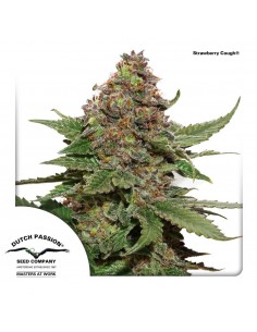 Strawberry Cough