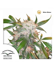 White Widow