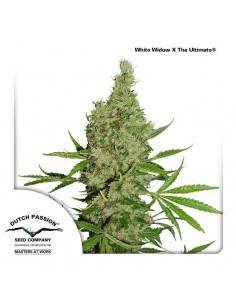White Widow x The Ultimate