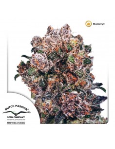 Blueberry