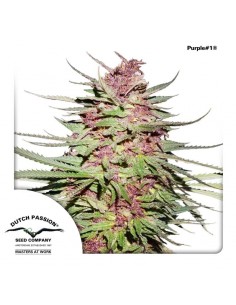 Purple 1
