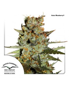 AutoBlueberry