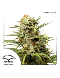 Auto White Widow