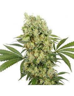 Buddha Medikit