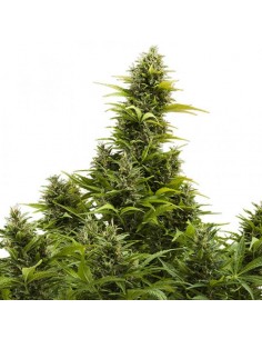 Medikit auto