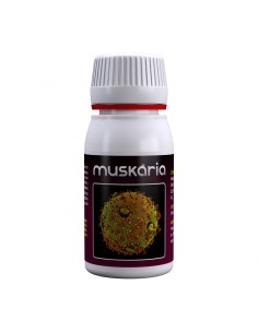 Muskaria