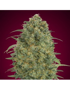Auto Strawberry Gum