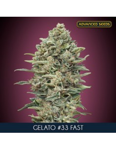 Gelato 33 Fast