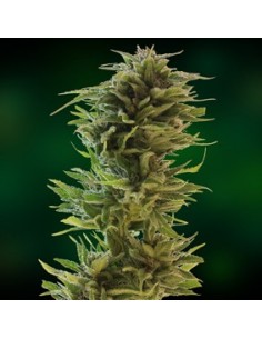 Amnesia lemon