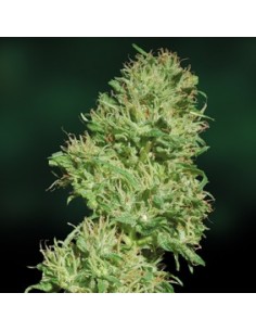 Utopia Haze