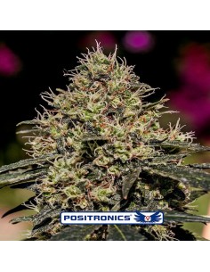 Critical 47
