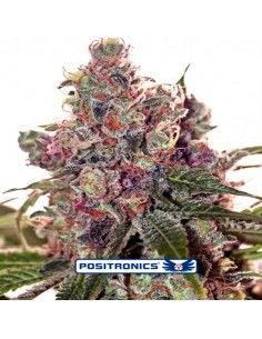 Grapefruit
