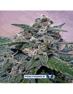 SuperCheese
