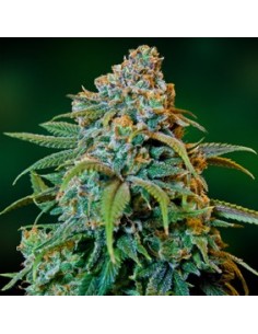 Liberty haze