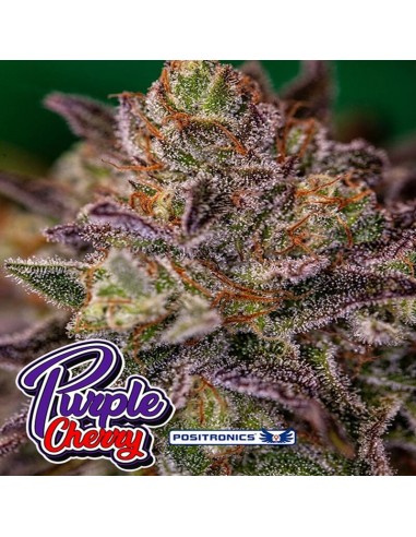 Purple Cherry