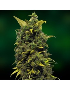 Blueberry  Cheese