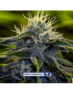 Afghan Express