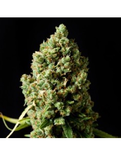 Critical Kush