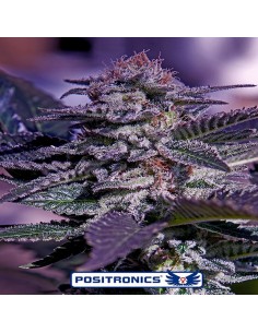 Kush Express