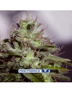 Supercheese Express