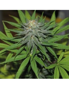 Pineapple express