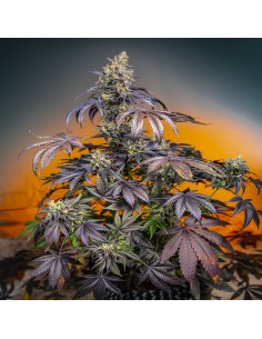 Red Gorilla Girl XL Auto