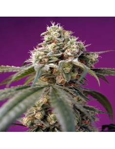 Bruce Banner Auto