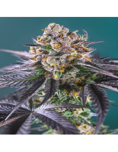 Red Strawberry Banana Auto