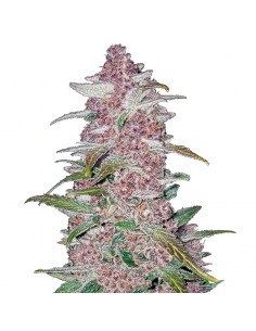 Blackberry