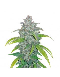 Blue Dream
