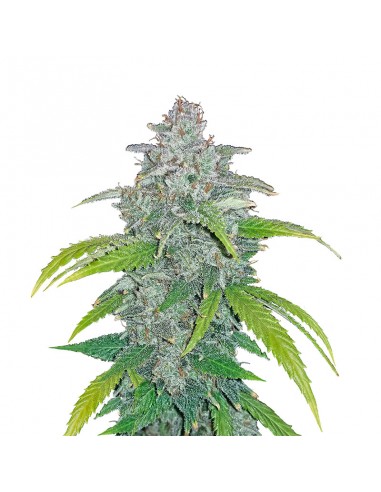 Blue Dream
