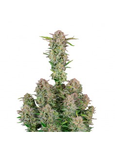Bruce Banner
