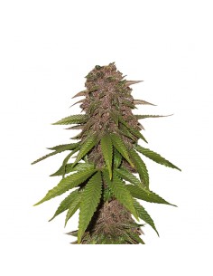 C4 Auto