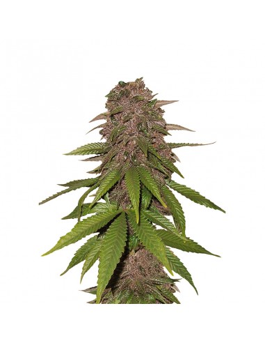C4 Auto