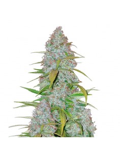 Californian Snow Auto