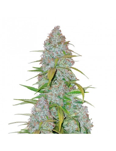 Californian Snow Auto
