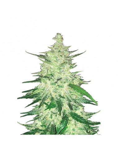 CBD Auto 1:1 (Green Crack)