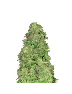CBD Auto 20:1