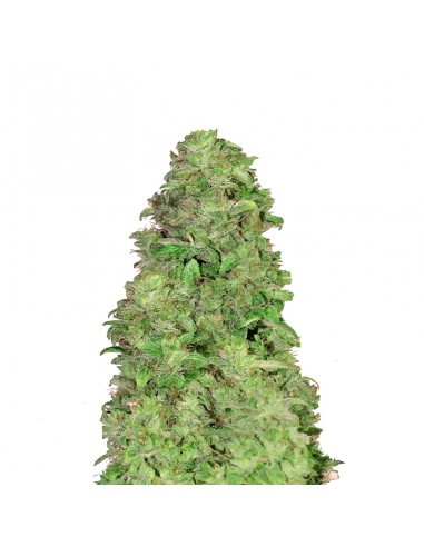 CBD Auto 20:1