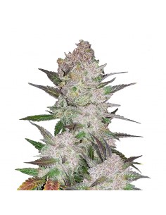 Cream Cookies Auto