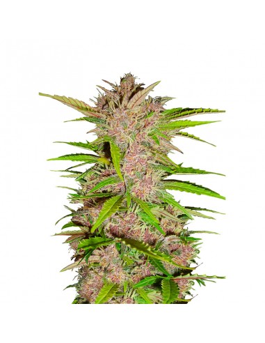 Fastberry Auto