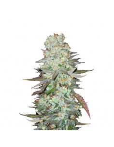 G14 Auto
