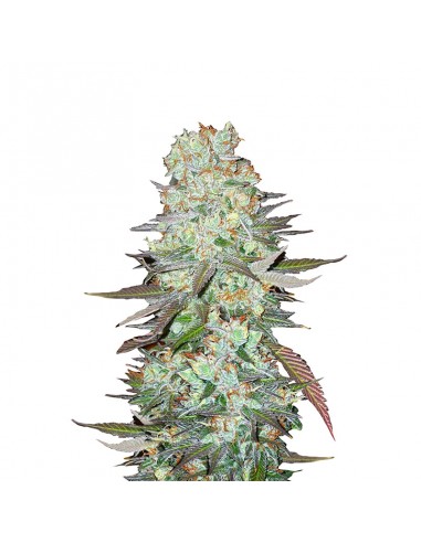 G14 Auto