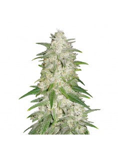 Gelato Auto