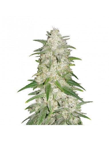 Gelato Auto