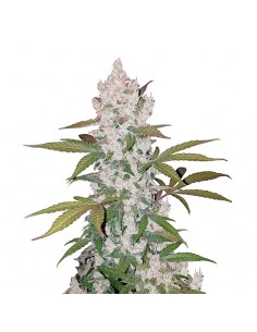 Girl Scout Cookies Auto