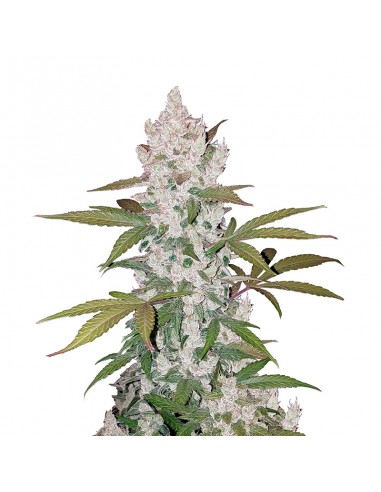 Girl Scout Cookies Auto
