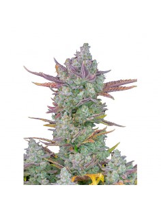 Gorilla Cookies