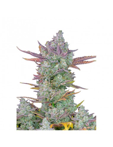 Gorilla Cookies