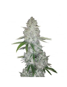Gorilla Glue Auto
